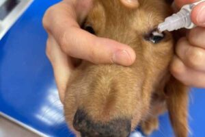 目薬のさし方 草津犬猫病院 滋賀県草津市の動物病院